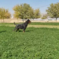 فروش سگ روتوایلر|سگ|اصفهان, مهدیه|دیوار