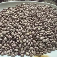 لوبیا چیتی ممتازمحصول امسال (سراب آذربایجان شرقی)|خوردنی و آشامیدنی|تهران, امام زاده حسن|دیوار