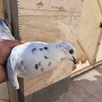 کفتر وپرنده