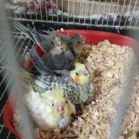 جوجه عروس هلندی