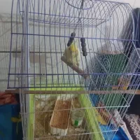 یک عروس هلندی دو مرغ عشق