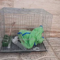 قفس پرنده گالوانیزه