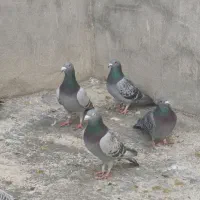 16تا پلاکی قیمت ستومن