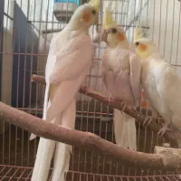 عروس هلندی|پرنده|زنجان, |دیوار