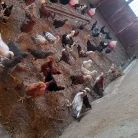 جوجه محلی
