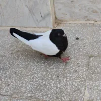 کبوتر|پرنده|قم, خاکفرج|دیوار