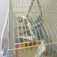 عروس هلندی لوتینو