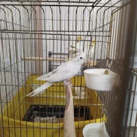 عروس هلندی|پرنده|تهران, مقدم|دیوار