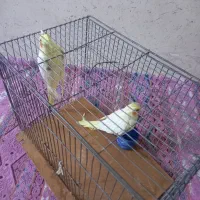 عروس هلندی|پرنده|اردبیل, |دیوار