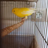 فروش قناری ماده اماده|پرنده|قم, پردیسان|دیوار