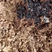 شیره کوه عرق کمر
