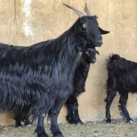 دو راس بز دوکهره ای  دوباره آبستن|حیوانات مزرعه|کوار, |دیوار