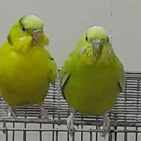 مرغ عشق