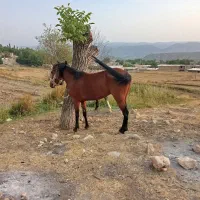 مایون