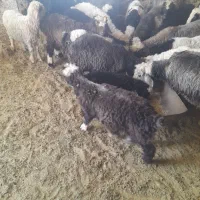 بره|حیوانات مزرعه|شیراز, نجم آباد|دیوار