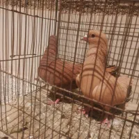 کبوتر زرد گلی نرماده