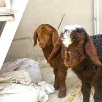 دو عدد بره شیری