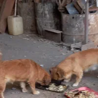 واگذاری سگ خانگی