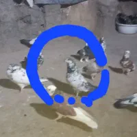 کفتر نر  گمشده