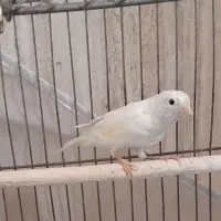 ماده قناری سفید