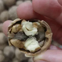 گردو خوش طعم|خوردنی و آشامیدنی|جم, |دیوار