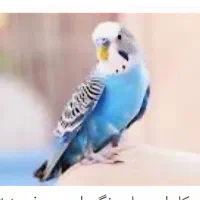 مرغ عشق چهارتا