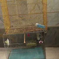 قفس بزرگ و کوچک|لوازم جانبی حیوانات|قزوین, |دیوار
