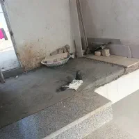 کفتر پاکستانی|پرنده|یزد, |دیوار