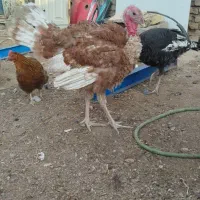 جوجه بوقلمون|حیوانات مزرعه|خواف, |دیوار