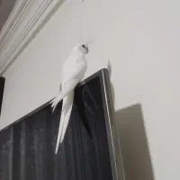 عروس هلندی 2ماهه