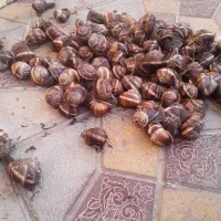 حلزون اسکارگو