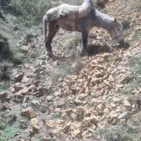 مادیون باری سواری بدون پالون