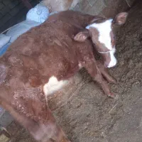 گوساله قرمز آمریکایی