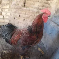 خروس چاق چله با اردک سفید