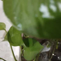 سوله روبرو کارخانه کاشی کاژه