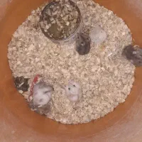 همستر کمپل|موش و خرگوش|تهران, پاسداران|دیوار