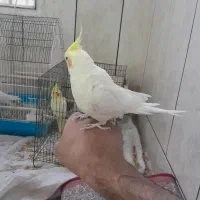 مرغ عروس|پرنده|کاشان, الغدیر|دیوار