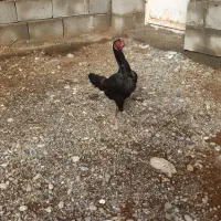 ماده پاکستانی