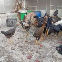 نوچه لاری ذات دار حسابی ریشه دار