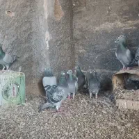 مسافتی پلاکی