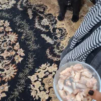 مربی و رفتارشناس سگ خانم|خدمات آموزشی|مشهد, ملک‌آباد|دیوار