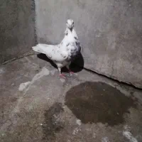 6تا کبوتر ماده|پرنده|مسجد سلیمان, |دیوار