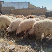 ۲۴عدد بره نر و ماده سالم حراج جفت۱۸