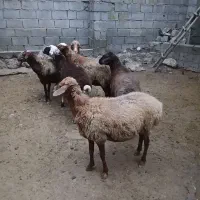 گوسفند