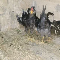 مرغ و خروس گلین|حیوانات مزرعه|رباط‌کریم, شترخوار|دیوار
