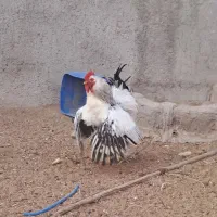 ۲عدد خروس جوان