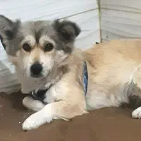 سگ واگذاری دو رگه پامر گرگی