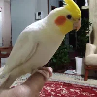 عروس هلندی لوتینو کاملا دستی و خونگی