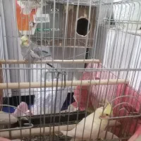 یک جفت عروس هلندی مولد|پرنده|تهران, آهنگران (سراسیاب دولاب)|دیوار