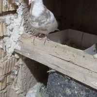 کبوتر طوق|پرنده|سیسخت, |دیوار